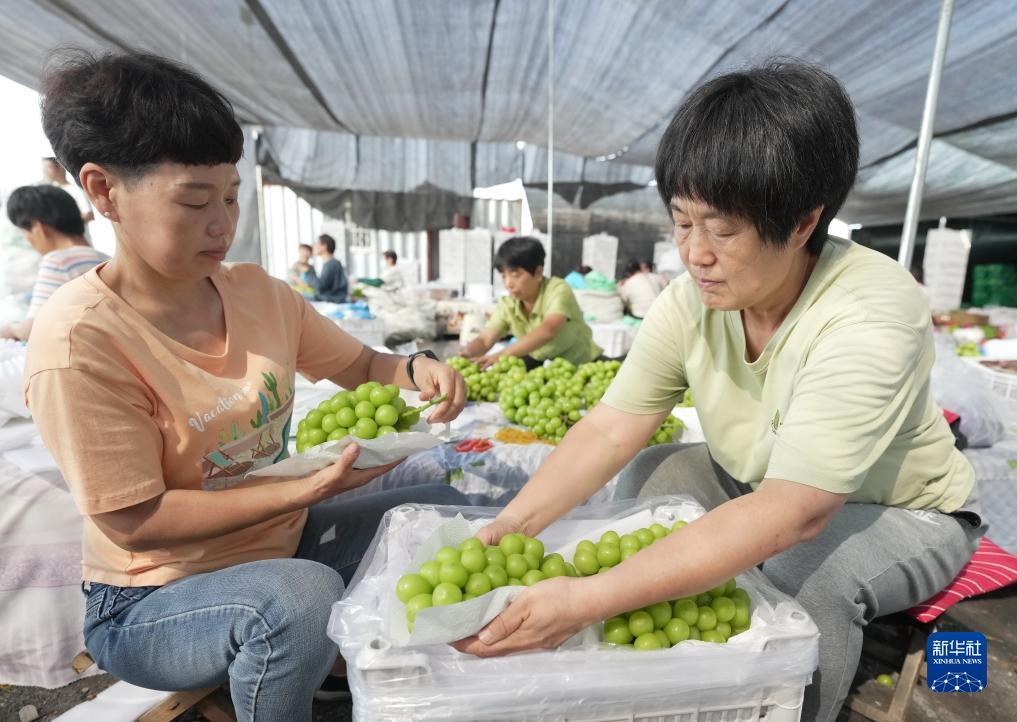 途游捕鱼 有电脑版吗?